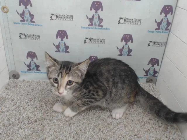 A baby small-sized female Domestic Short Hair cat named Meowth for adoption in Orlando, FL