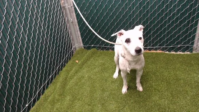 An adult medium-sized female Pit Bull Terrier dog named Stella for adoption in Downey, CA