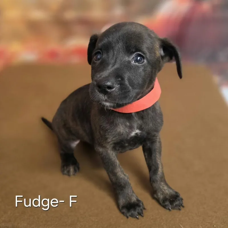 A baby medium-sized female Retriever dog named Fudge for adoption in Griswold, CT