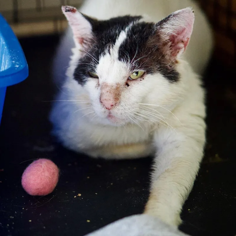 A baby small-sized male White Domestic Short Hair cat named Pepsi for adoption in Pacific Palisades, CA