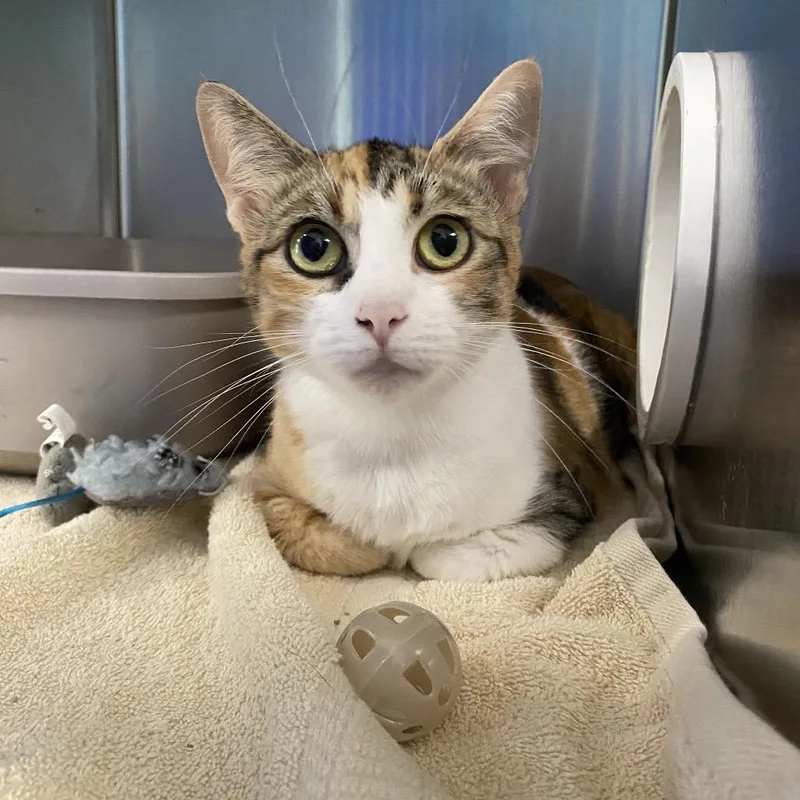 An adult large-sized female Calico Domestic Short Hair cat named Lina for adoption in Grand Rapids, MI