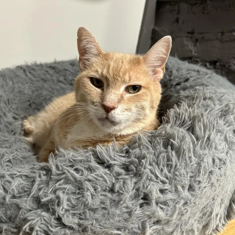 A senior large-sized female Orange / Red Domestic Short Hair cat named Clementine for adoption in Oyster Bay, NY