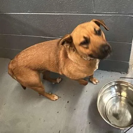 An adult medium-sized female Yellow / Tan / Blond / Fawn Mixed Breed dog named Mecca for adoption in Gadsden, AL
