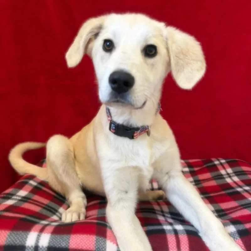 A baby medium-sized female White / Cream Anatolian Shepherd dog named Milkshake for adoption in Pekin, IL