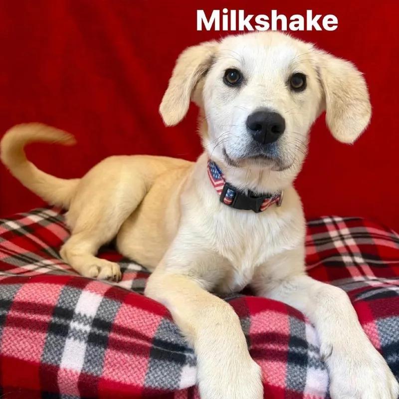 Milkshake thumbnail 2