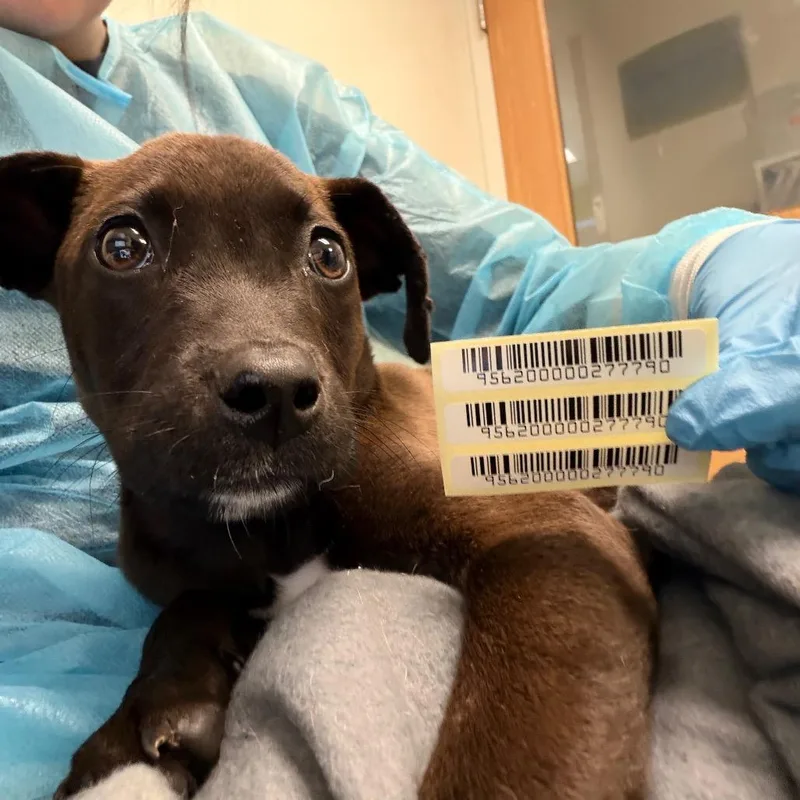 A baby small-sized female Brown / Chocolate Mixed Breed dog named Morning Glory for adoption in Charleston, WV