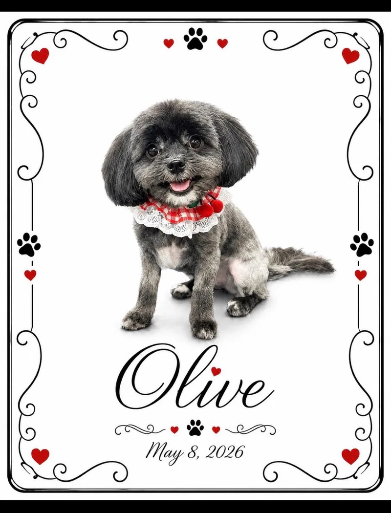 A young small-sized female Shih Tzu dog named Olive for adoption in Valrico, FL