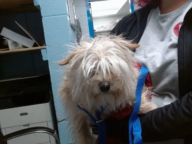 A senior small-sized female Cairn Terrier dog named Betty for adoption in Albuquerque, NM