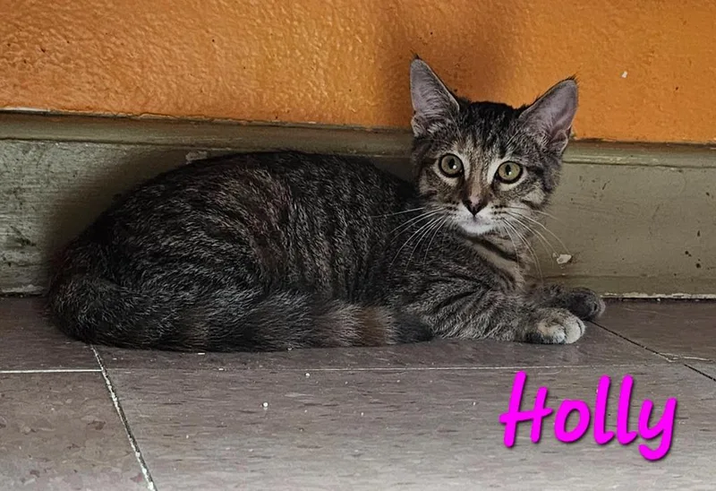 A baby medium-sized female Domestic Short Hair cat named Holly for adoption in Marianna, FL