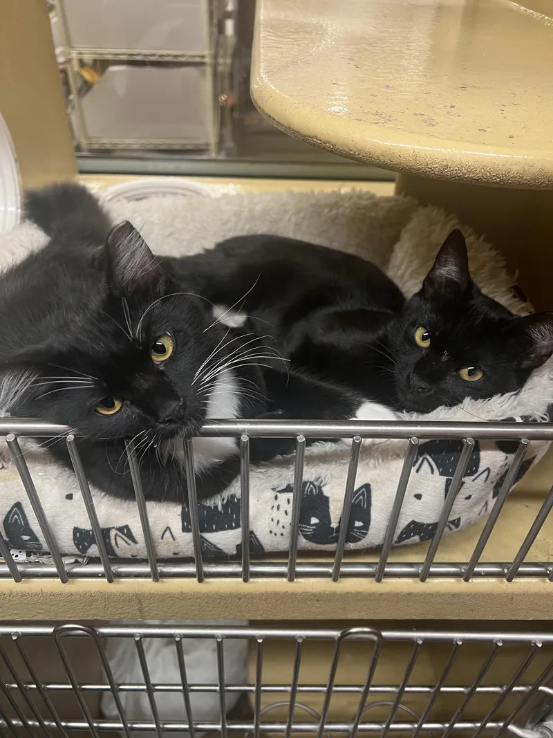 Felix & Lila