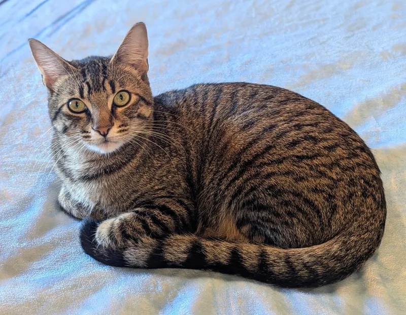 A baby large-sized male Tabby (Brown / Chocolate) Domestic Short Hair cat named Toulouse and Berlioz for adoption in Seattle, WA