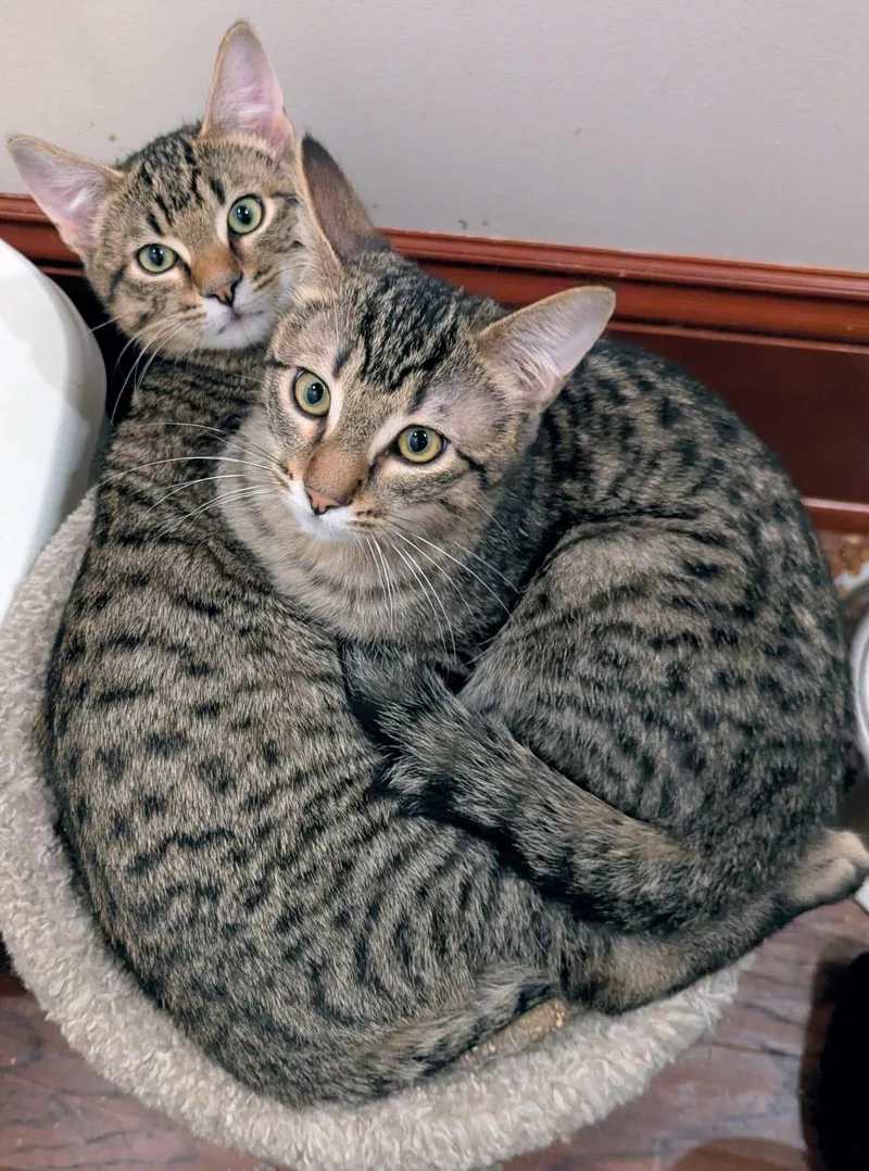 Toulouse and Berlioz thumbnail 3