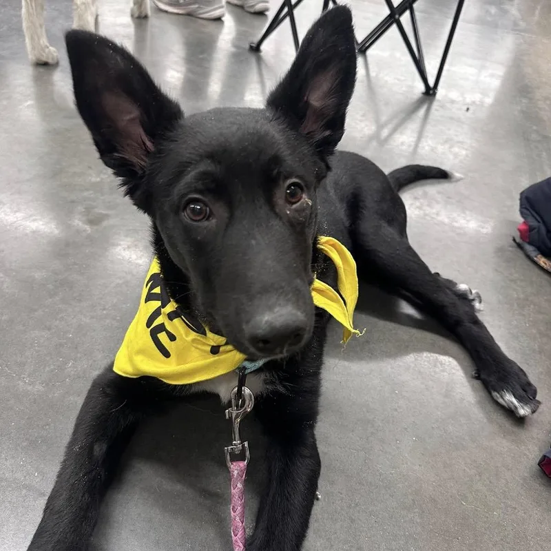A young medium-sized female Black Mixed Breed dog named Broccoli for adoption in Buffalo, MN
