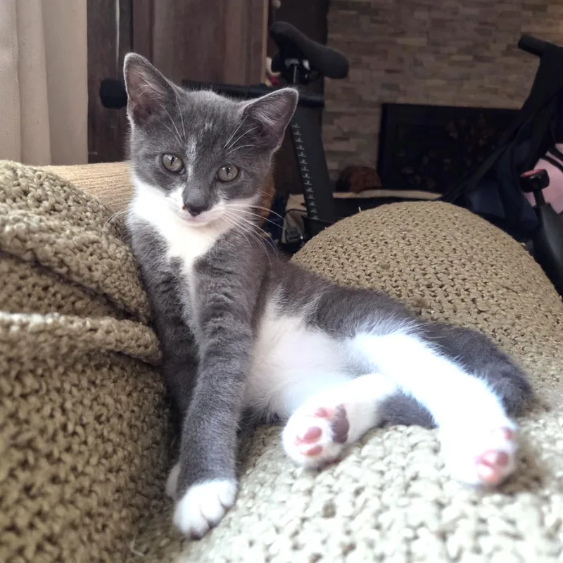 A baby small-sized male Gray / Blue / Silver Domestic Short Hair cat named Ganache Ramishvili for adoption in Merrifield, VA