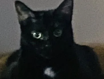 An adult small-sized female Domestic Short Hair cat named Midnight for adoption in Kansas City, MO