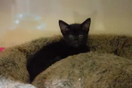 Midnight thumbnail 2