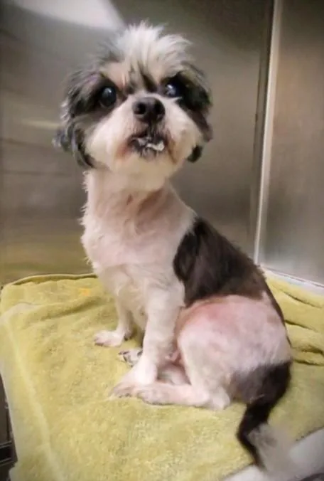 An adult small-sized female Shih Tzu dog named Peach for adoption in Los Angeles, CA