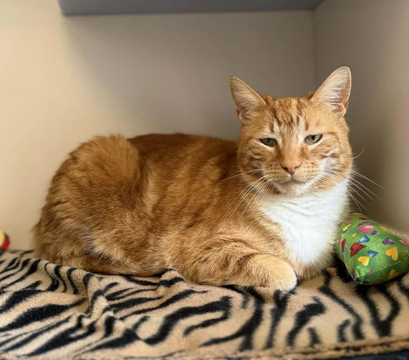 An adult large-sized male Orange & White Domestic Short Hair cat named Colt for adoption in Elizabethtown, NY