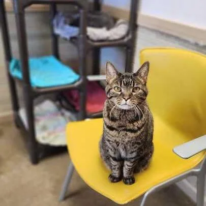 A senior medium-sized female Brown / Chocolate Domestic Short Hair cat named Beauty for adoption in Davenport, IA