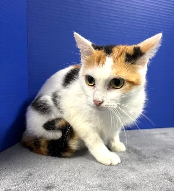 A young medium-sized female Calico cat named Fisk for adoption in Hawk Point, MO