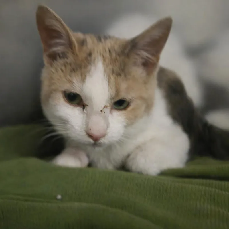 A young small-sized female Calico Domestic Short Hair cat named Artemis for adoption in San Jacinto, CA