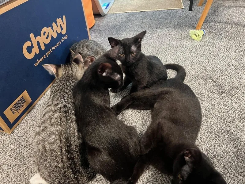 A baby small-sized female Black Domestic Short Hair cat named Marcia for adoption in Hudson, NH