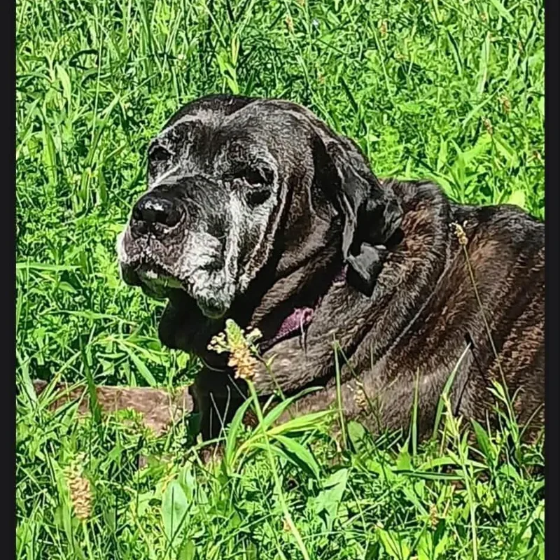 Jolene