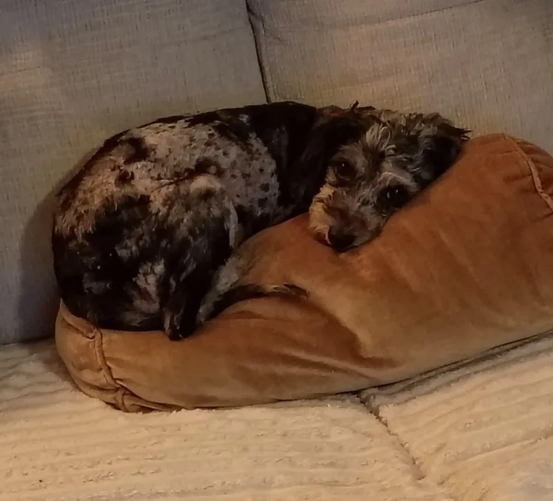 An adult small-sized female Standard Poodle dog named Violet for adoption in Holly Springs, NC