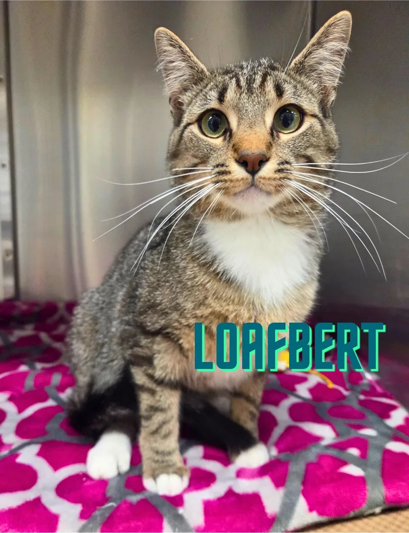 A young medium-sized male Tabby (Brown / Chocolate) Domestic Short Hair cat named Loafbert for adoption in Nevada, IA