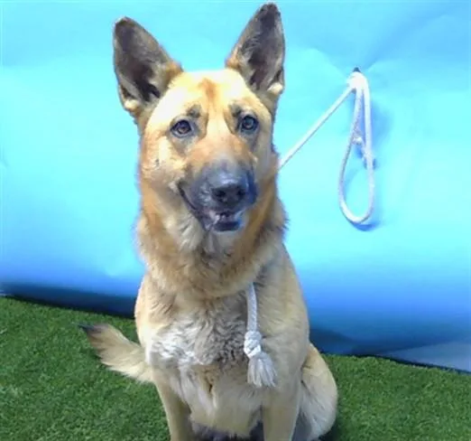 An adult large-sized female German Shepherd Dog dog named Phoenix for adoption in Gardena, CA