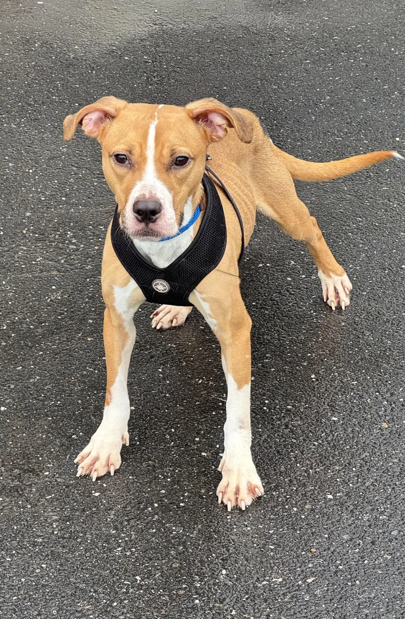 An adult medium-sized female Bicolor Hound dog named Pebbles for adoption in Ellicott City, MD