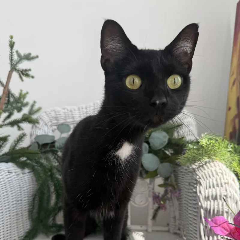 A young medium-sized female Black Domestic Short Hair cat named Cricket for adoption in Eaton Rapids, MI