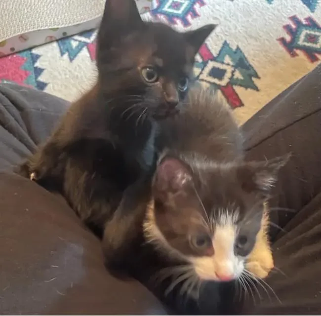 A baby small-sized male Domestic Short Hair cat named Banana Bonanza for adoption in Knoxville, TN