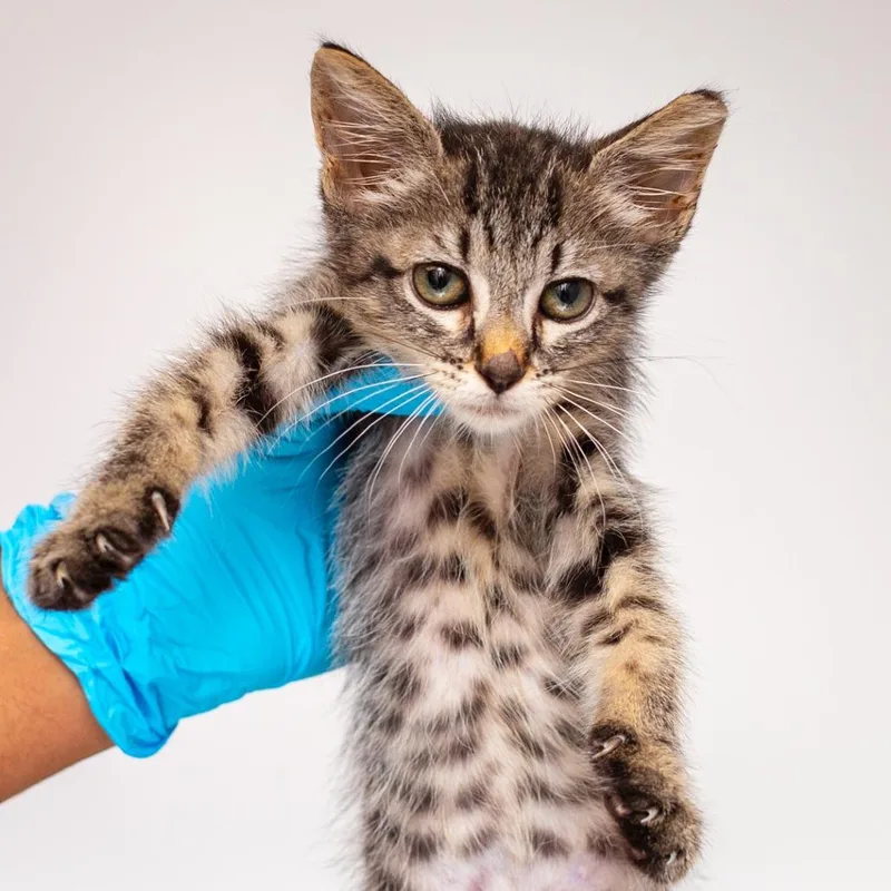 A baby small-sized male Gray / Blue / Silver Domestic Short Hair cat named Owl for adoption in Hattiesburg, MS