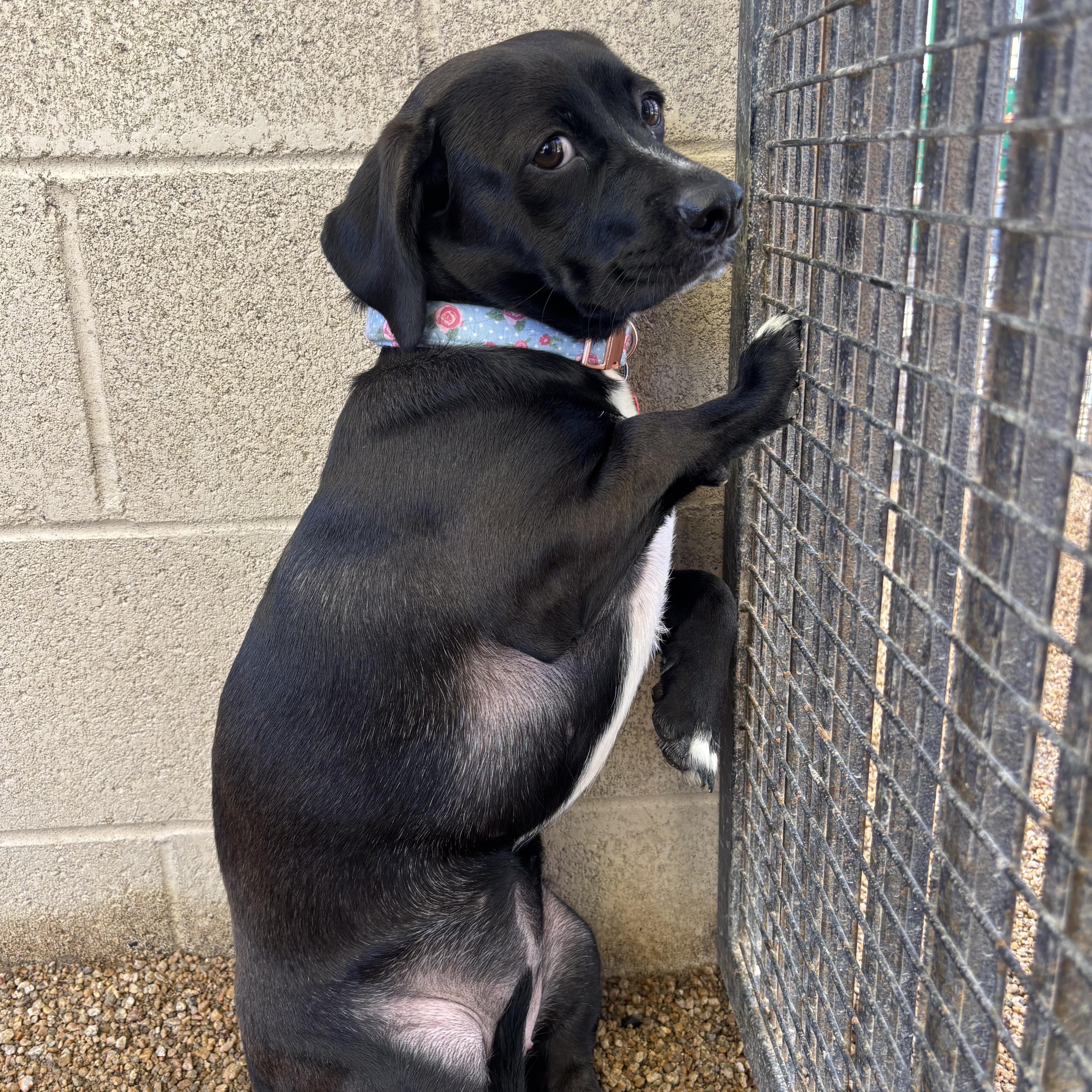 A young medium-sized female Dachshund dog named Maizy for adoption in Phoenix, AZ