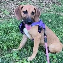 A baby medium-sized female Brown / Chocolate Hound dog named Jenni for adoption in Brookeville, MD