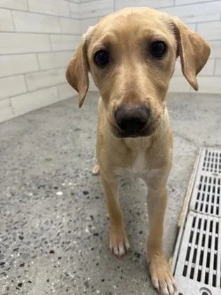 A baby medium-sized male Mixed Breed dog named Aster for adoption in West Chester, PA