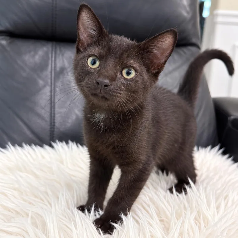 A baby small-sized male Black Domestic Short Hair cat named Dilo for adoption in Roswell, GA