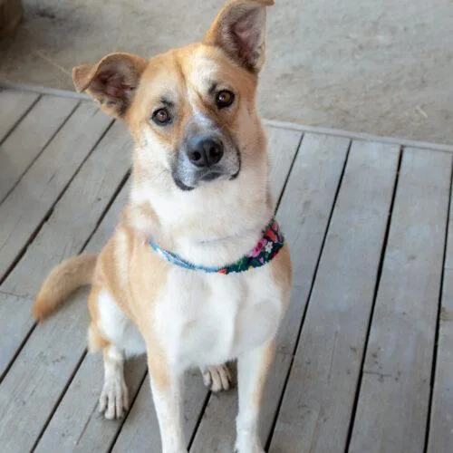 An adult medium-sized male Yellow / Tan / Blond / Fawn German Shepherd Dog dog named Wally for adoption in Bakersfield, CA