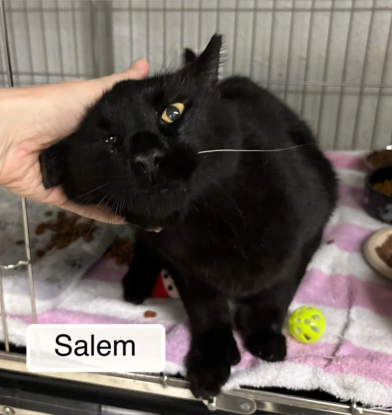 An adult large-sized male Black Domestic Short Hair cat named Salem for adoption in Ellicott City, MD