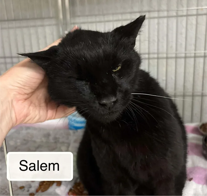 Salem thumbnail 2
