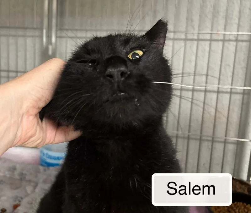 Salem thumbnail 3