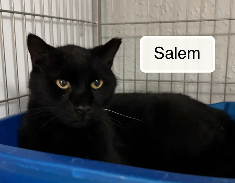 Salem thumbnail 4
