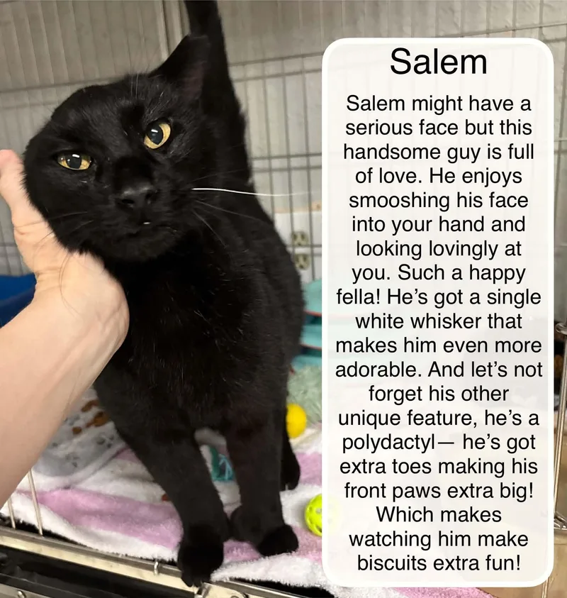 Salem thumbnail 5