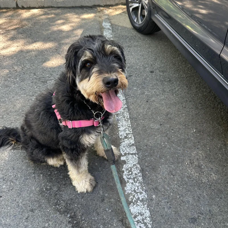 An adult large-sized female Schnauzer dog named Mallory for adoption in Lemoore, CA