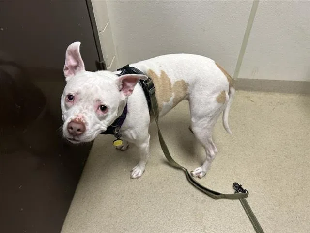 An adult medium-sized female Pit Bull Terrier dog named Bee for adoption in Chapel Hill, NC