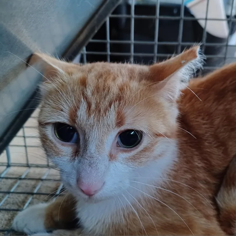 An adult small-sized female Orange / Red Domestic Short Hair cat named Myra Homer for adoption in Merrifield, VA