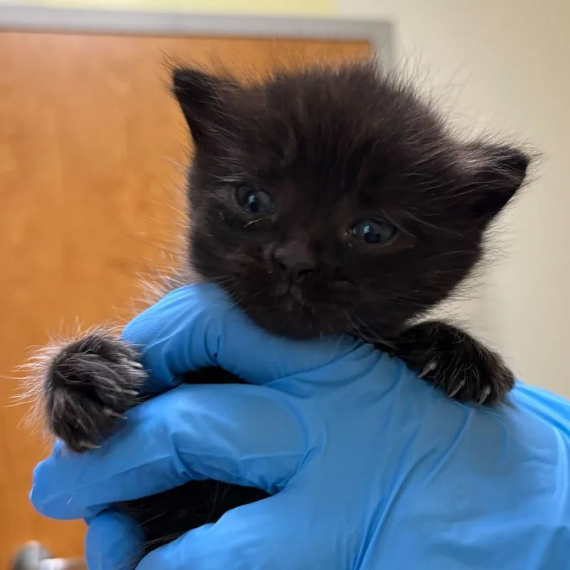 A baby small-sized male Black Domestic Short Hair cat named Kielbasa for adoption in Wilmington, DE
