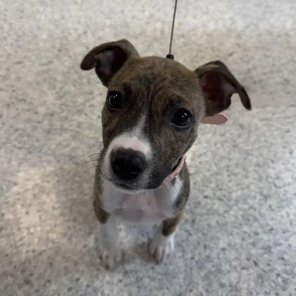 A baby small-sized female Terrier dog named Stella for adoption in Des Moines, IA