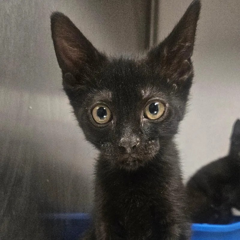 A baby small-sized male Black Domestic Short Hair cat named Hashbrown for adoption in Grantsville, UT